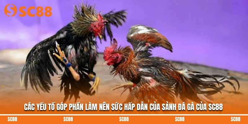 Các yếu tố góp phần làm nên sức hấp dẫn của sảnh đá gà của SC88