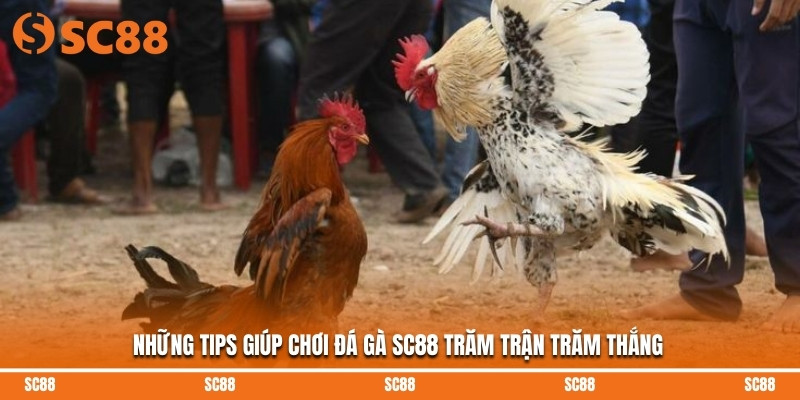 Những tips giúp chơi đá gà SC88 trăm trận trăm thắng